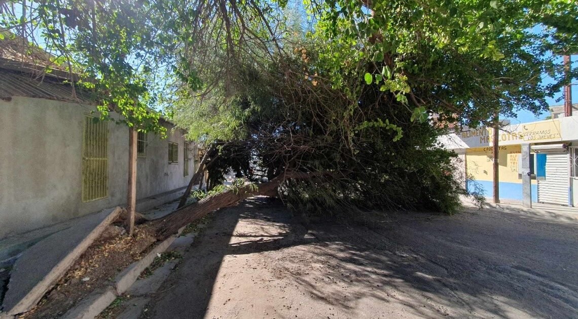 Fuertes vientos provocan varios daños esta mañana en Hermosillo: Bomberos
