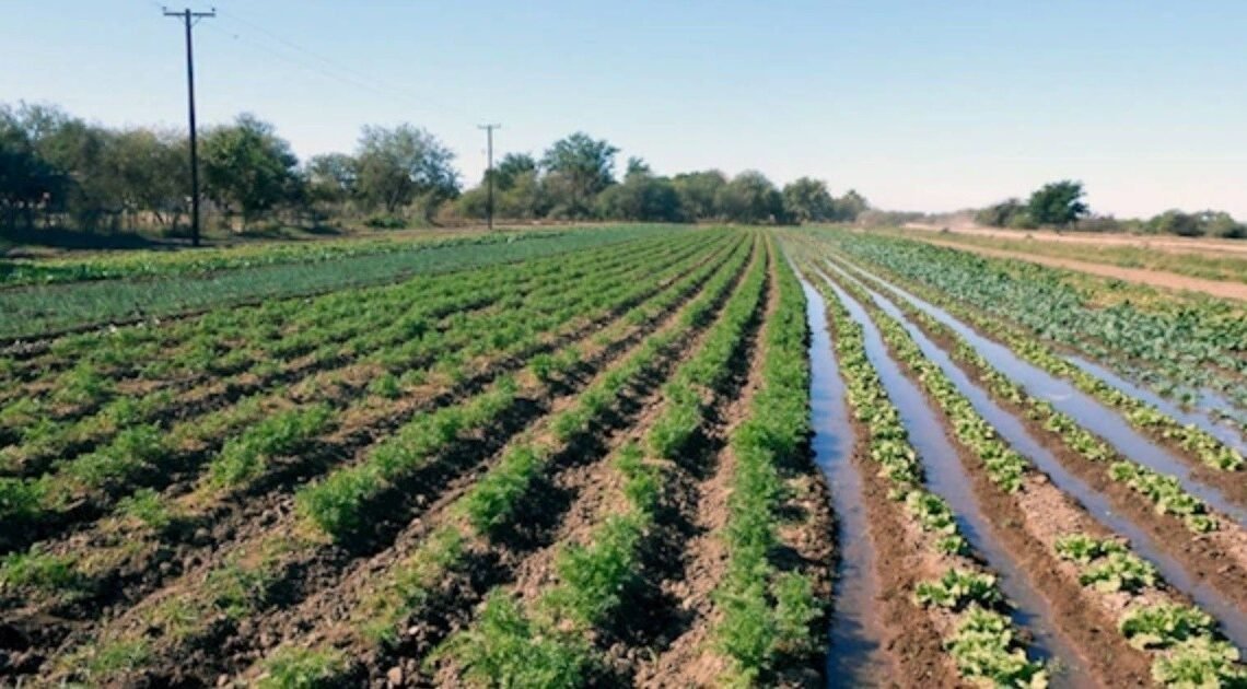 Avanza entrega de permisos de siembra en el Valle del Yaqui