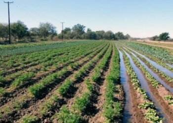 Avanza entrega de permisos de siembra en el Valle del Yaqui