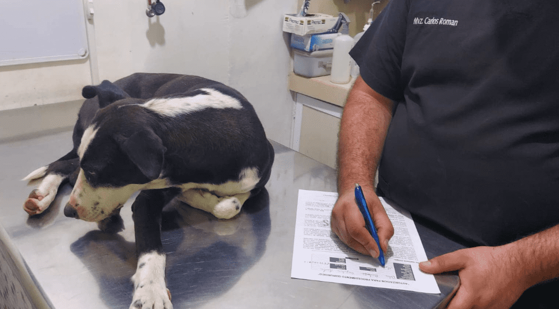 Buscan padrinos para esterilizar al menos a 20 perros y gatos Buscan padrinos para esterilizar al menos a 20 perros y gatos