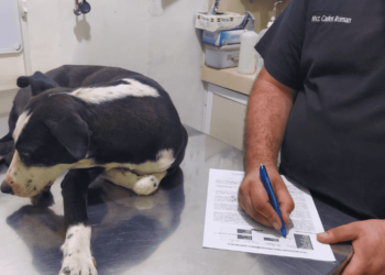 Buscan padrinos para esterilizar al menos a 20 perros y gatos