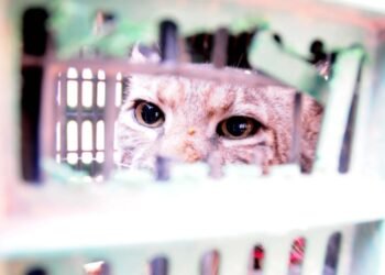 Bomberos de Hermosillo rescata a gato montes en la ciudad, pero este no logra sobrevivir