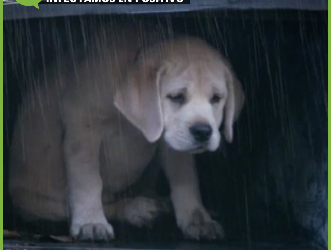 Temperatura que pueden soportar los perros