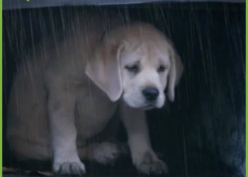 Temperatura que pueden soportar los perros
