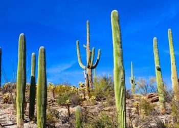 Conagua predice un comienzo de semana con temperaturas cálidas