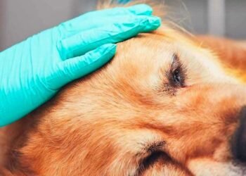 Eutanasia en Mascotas, Sólo en estos Casos