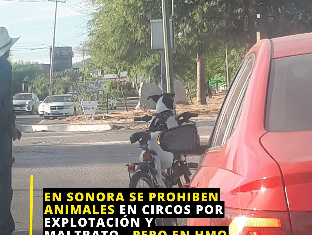 En Sonora Se Prohiben Animales En Circos Por Explotación Y Maltrato… Pero En Hermosillo
