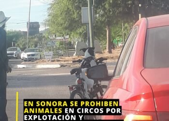En Sonora Se Prohiben Animales En Circos Por Explotación Y Maltrato… Pero En Hermosillo