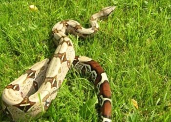 Serpiente de dos metros deja sin luz a 15 colonias