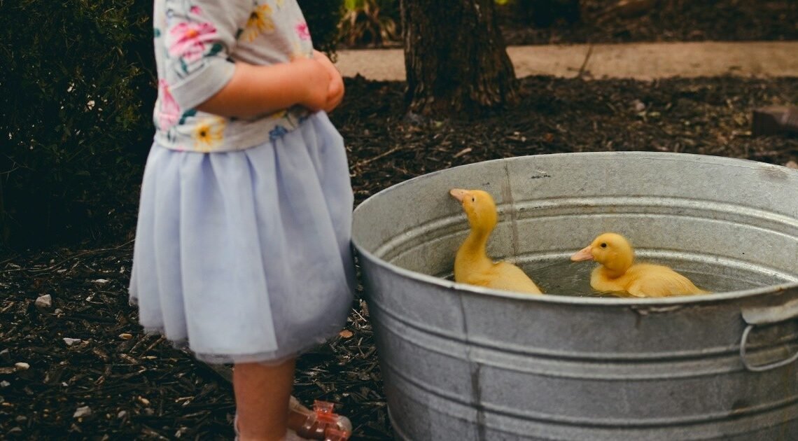 ¿Patos como mascota? Beneficiones y recomendaciones sobre este encantador animal doméstico