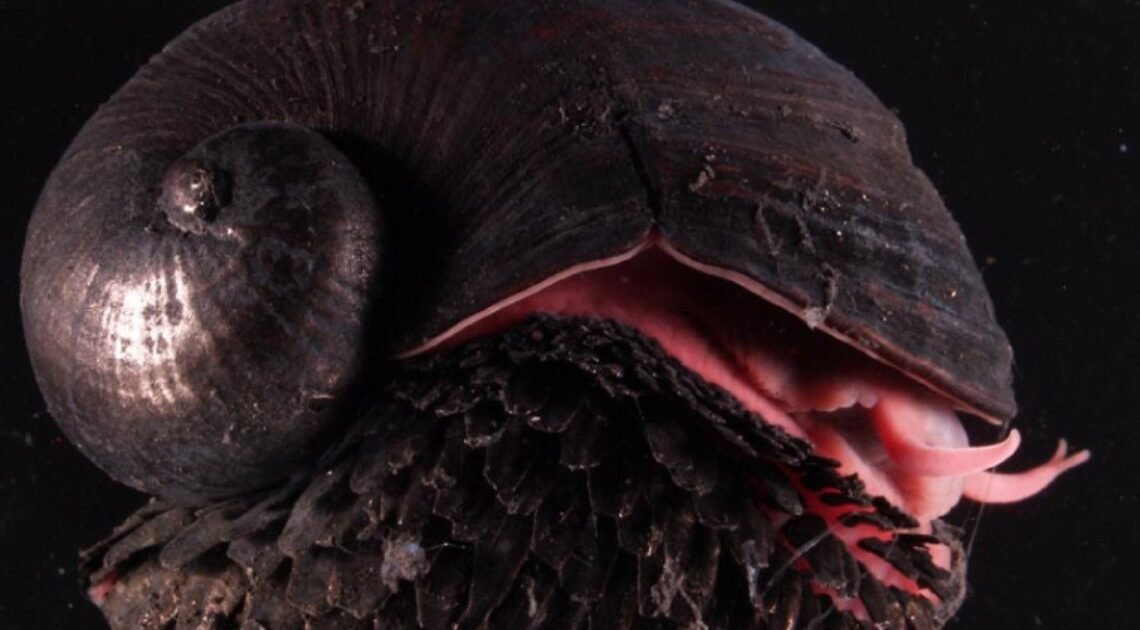 Concha de hierro: El increíble caracol que vive en los volcanes marinos