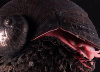 Concha de hierro: El increíble caracol que vive en los volcanes marinos