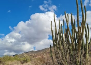 Clima en Sonora: Trae frente frío lluvias aisladas al Estado