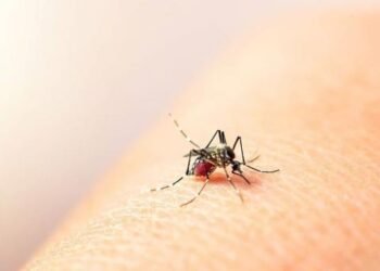 Aumento de casos de dengue en México