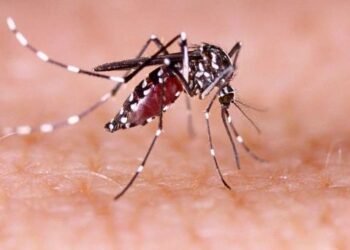 Casos de dengue en Sonora se redujeron un 98% en 2023