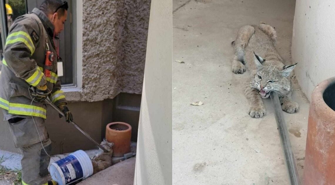 Capturan bomberos a un lince tras ingresar al colegio Regis