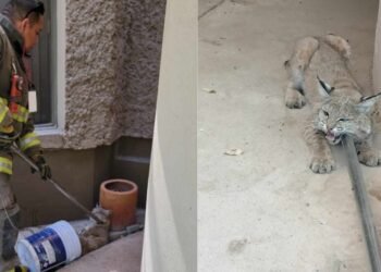Capturan bomberos a un lince tras ingresar al colegio Regis