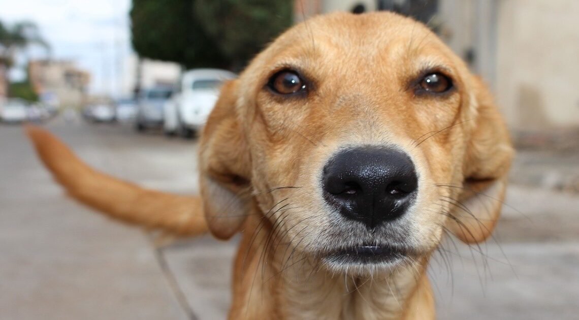 Policias de Hermosillo ayudan a perro atropellado en Puerta Real Policias de Hermosillo ayudan a perro atropellado en Puerta Real