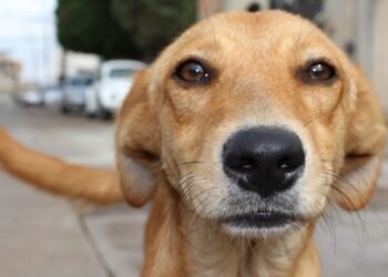 Policias de Hermosillo ayudan a perro atropellado en Puerta Real