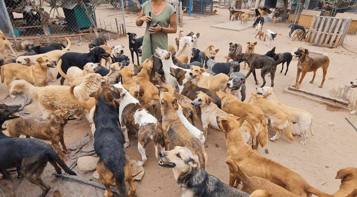 Damaris Acosta organiza rifa y Kolek-Ton para sus 150 perros