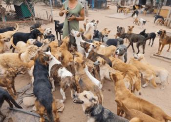 Damaris Acosta organiza rifa y Kolek-Ton para sus 150 perros