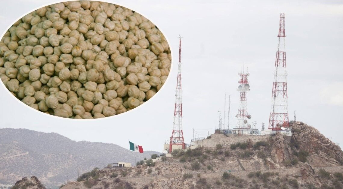 El XI Simposio Internacional del Garbanzo tendrá su sede en Hermosillo