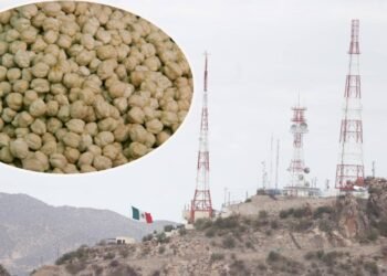 El XI Simposio Internacional del Garbanzo tendrá su sede en Hermosillo
