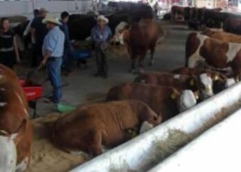 En Empalme la Expo Ganadera fue suspendida por falta de un lugar adecuado