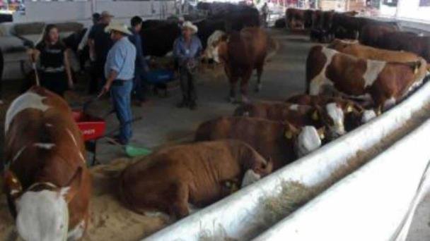 En Empalme la Expo Ganadera fue suspendida por falta de un lugar adecuado En Empalme la Expo Ganadera fue suspendida por falta de un lugar adecuado