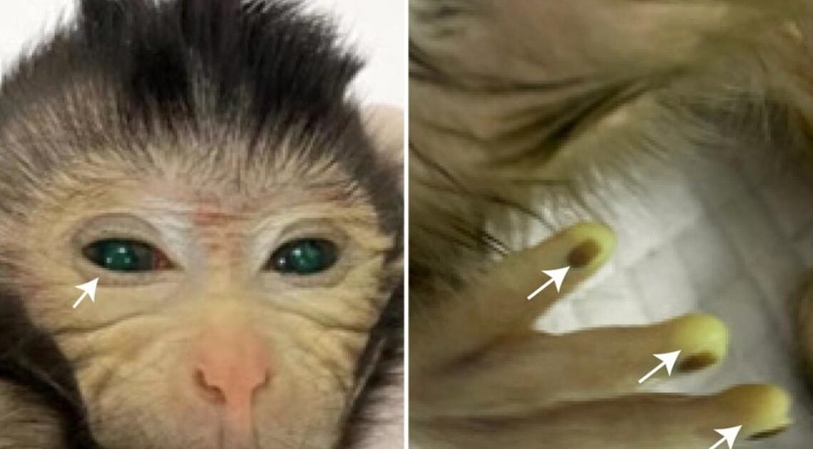 Mono quimera: Científicos chinos crean animal con ojos verdes y dedos que brillan
