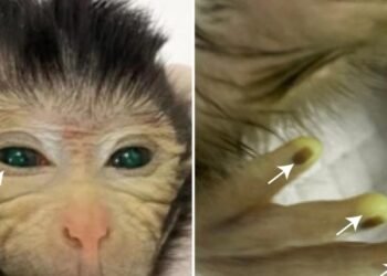 Mono quimera: Científicos chinos crean animal con ojos verdes y dedos que brillan