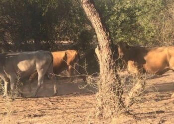 Falta de lluvias pega le pega a los ganaderos; productores venden ganado