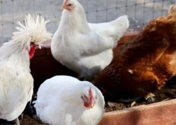 Senasica levanta cuarentena por gripe aviar en Sonora