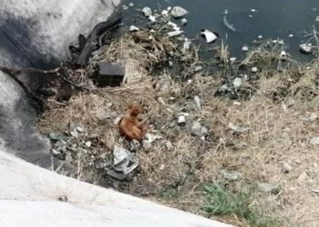 Rescatan a perros atrapados en vertedor de la presa Abelardo L. Rodríguez