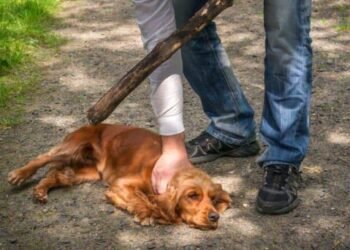Se tiene una respuesta inmediata ante casos de maltrato animal en Sonora