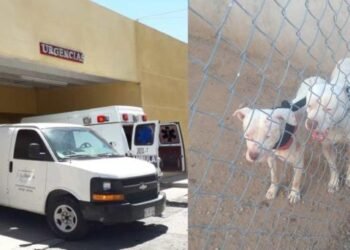 Menor de 6 años queda grave tras ser atacado por dos perros pitbull