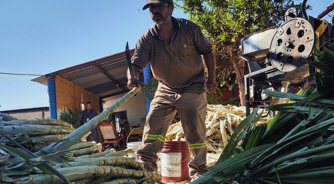 Los manjares más dulces de la cocina sonorense | Noticias de México