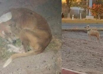 Aumentan perros extraviados en Navojoa por detonación de cohetes