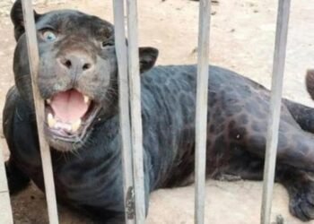 Niña pierde un brazo tras ser atacada por un jaguar negro en Chihuahua