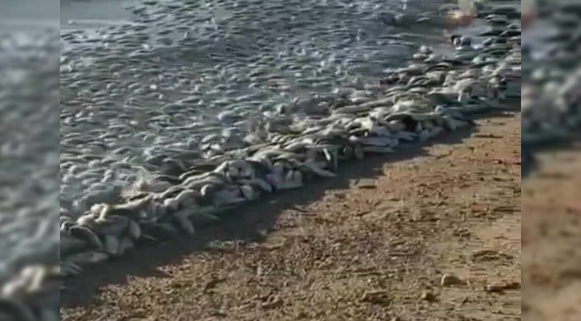 Aparecen cientos de peces muertos en playas de El Bachoco, Huatabampo