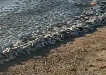 Aparecen cientos de peces muertos en playas de El Bachoco, Huatabampo