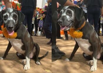 Ayuntamiento tendrá un altar para recordar a las mascotas en Día de Muertos