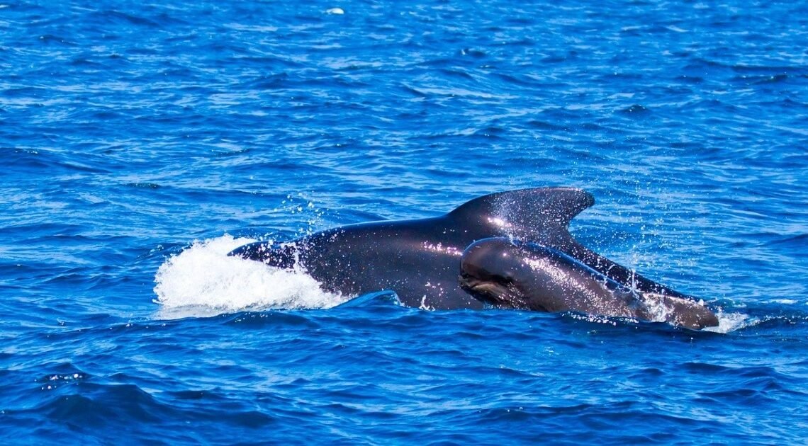 Orcas hunden yate en el Estrecho de Gibraltar