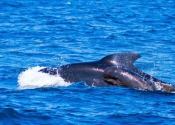 Orcas hunden yate en el Estrecho de Gibraltar