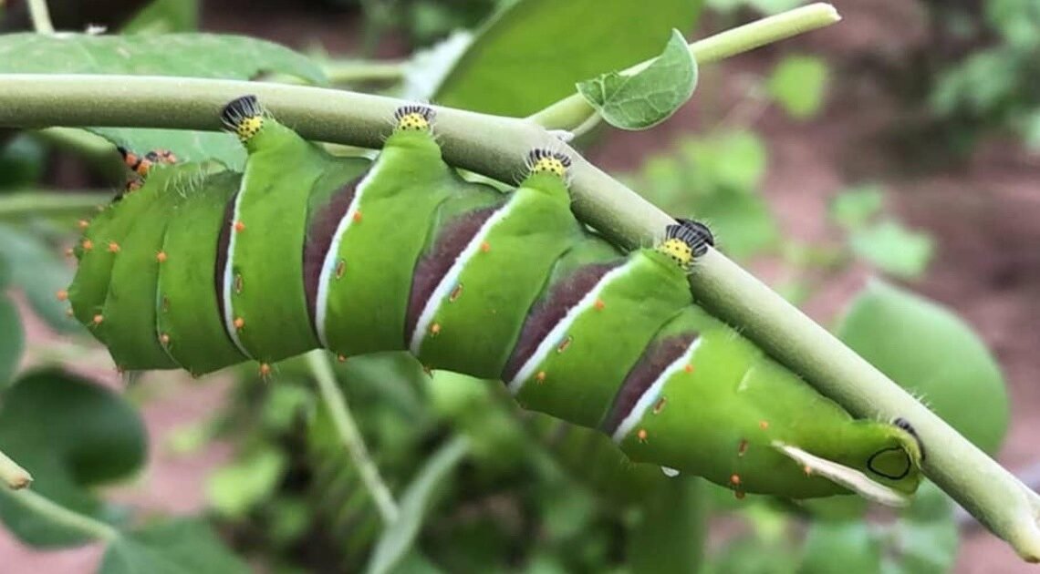 Recibe mariposario de Cócorit donativo de 300 orugas de cuatro espejos Recibe mariposario de Cócorit donativo de 300 orugas de cuatro espejos