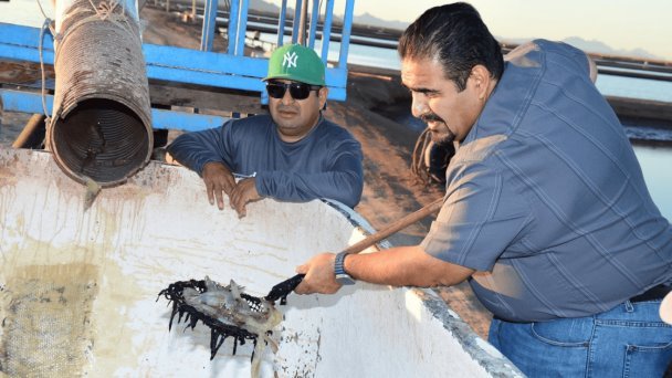 “Excelente 2023 en materia de acuacultura”: Raúl Sánchez Almeida “Excelente 2023 en materia de acuacultura”: Raúl Sánchez Almeida