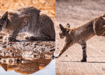 Reportan avistamiento de lince en la carretera Guaymas-Hermosillo