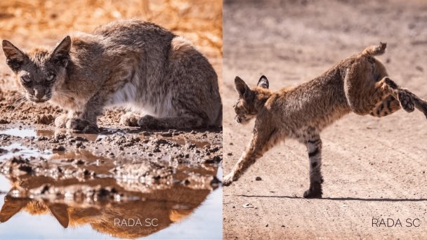 Reportan avistamiento de lince en la carretera Guaymas-Hermosillo Reportan avistamiento de lince en la carretera Guaymas-Hermosillo