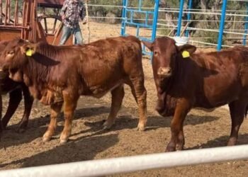 Aumenta robo de ganado en el sur de Sonora