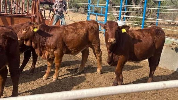Aumenta robo de ganado en el sur de Sonora Aumenta robo de ganado en el sur de Sonora